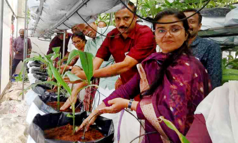 പോളി ഹൗസ് കസ്തൂരിമഞ്ഞൾ കൃഷിയുമായി യുവകർഷകർ പോളി ഹൗസ് കസ്തൂരിമഞ്ഞൾ കൃഷിയുമായി യുവകർഷകർ
