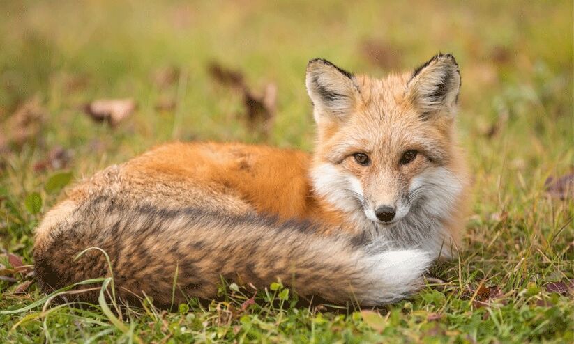 കുറുമ്പക്കലിൽ മൂന്നുപേർക്ക് ഭ്രാന്തൻ കുറുക്കന്റെ കടിയേറ്റു കുറുമ്പക്കലിൽ മൂന്നുപേർക്ക് ഭ്രാന്തൻ കുറുക്കന്റെ കടിയേറ്റു