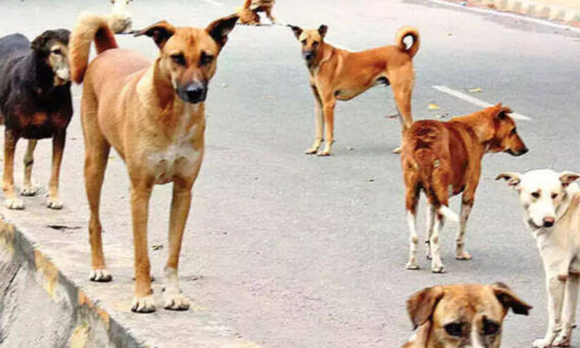 ഇ​തെ​ന്ത് ക്രൂ​ര​ത? ക​ണ്ണൂ​രി​ൽ ക​ണ്ണീ​രാ​യി ഹ​രി​ത്ത്