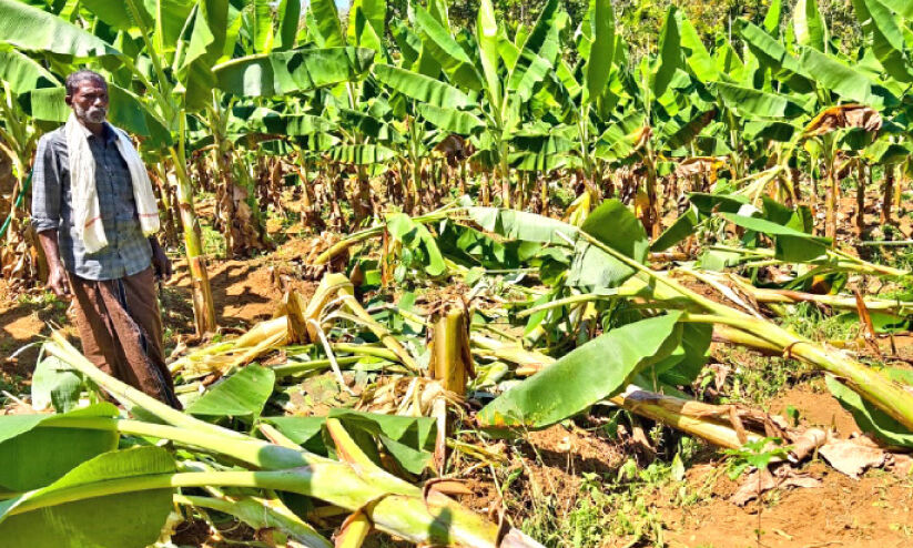 കാട്ടാന കൃഷി നശിപ്പിച്ചു; ആത്മഹത്യ ഭീഷണിയുമായി കർഷകൻ കാട്ടാന കൃഷി നശിപ്പിച്ചു; ആത്മഹത്യ ഭീഷണിയുമായി കർഷകൻ