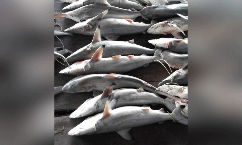 മീൻപിടിത്തത്തിൽ നിയന്ത്രണം; സ്രാവുകളുടെ സംരക്ഷണത്തിന് ദേശീയ സ്രാവ് സംരക്ഷണ പദ്ധതി മീൻപിടിത്തത്തിൽ നിയന്ത്രണം; സ്രാവുകളുടെ സംരക്ഷണത്തിന് ദേശീയ സ്രാവ് സംരക്ഷണ പദ്ധതി