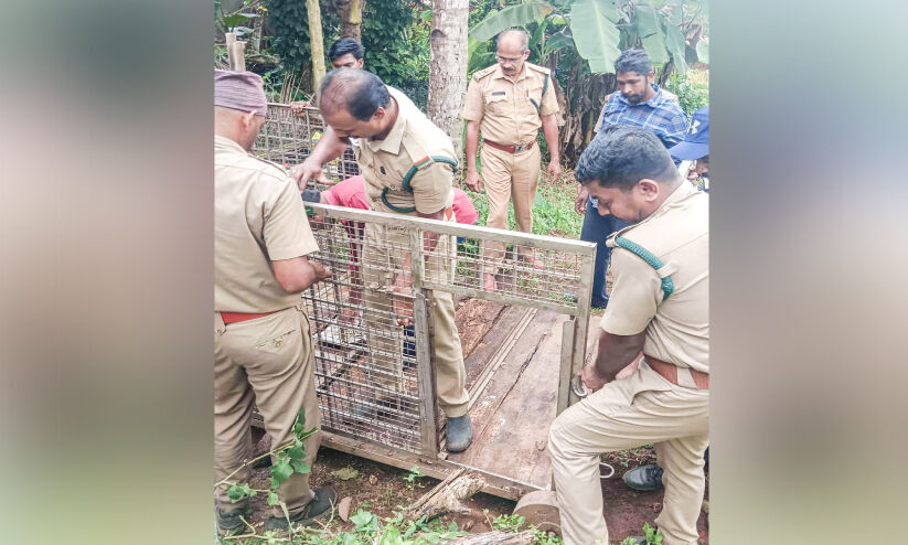 വീണ്ടും പുലി; പാക്കണ്ടത്ത് കൂട് സ്ഥാപിച്ചു