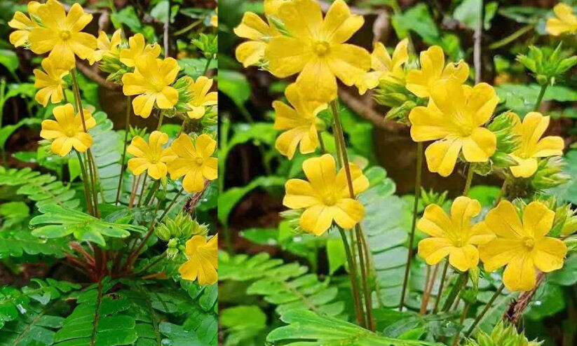 ഇന്ന് ചോതി; മൂക്കുറ്റികൊണ്ട് മൂടാം മൂന്നാം പൂക്കളം