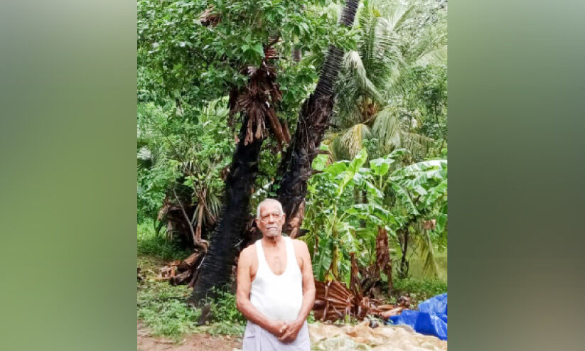 കരിമ്പനയുടെ കൂട്ടുകാരൻ നവതിയുടെ നിറവിൽ; നാരായണൻ ഇതുവരെ നട്ടു വളർത്തിയത് 900 ഓളം കരിമ്പനകൾ കരിമ്പനയുടെ കൂട്ടുകാരൻ നവതിയുടെ നിറവിൽ; നാരായണൻ ഇതുവരെ നട്ടു വളർത്തിയത് 900 ഓളം കരിമ്പനകൾ