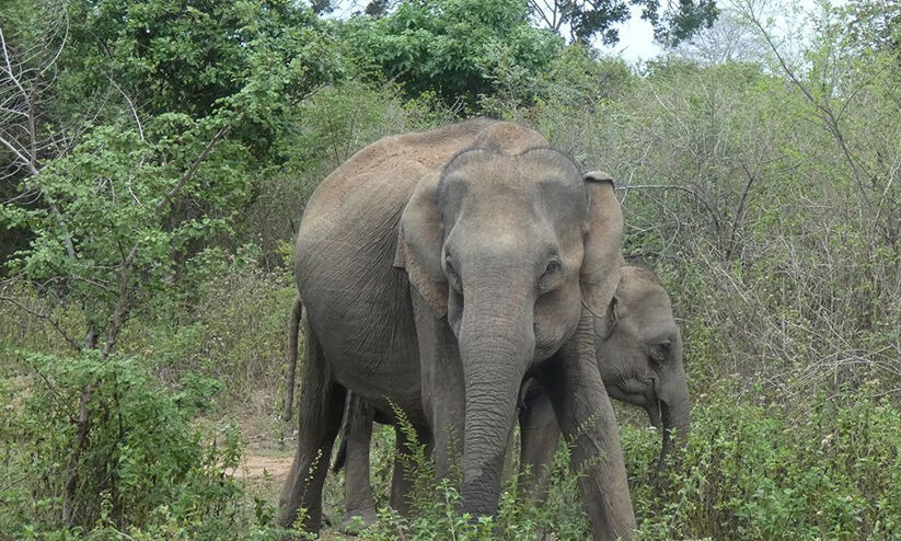 ആറളത്ത് വീടിന് നേരെ വീണ്ടും കാട്ടാന അക്രമം ആറളത്ത് വീടിന് നേരെ വീണ്ടും കാട്ടാന അക്രമം