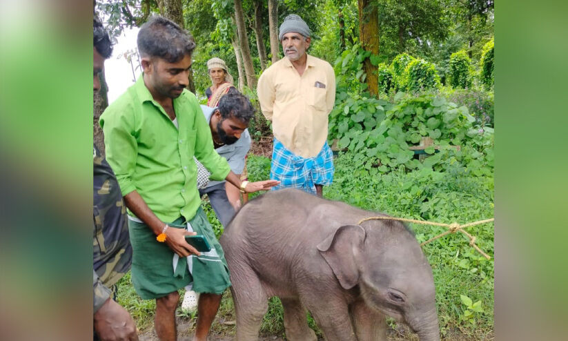 അ​മ്മ​യെ ഇനിയും കണ്ടെത്താനാകാതെ ആ​ന​ക്കു​ട്ടി