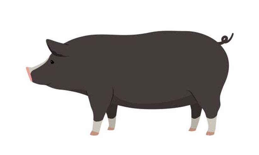 പട്ടാമ്പിയിൽ പന്നികളെ കൊല്ലാൻ വനം വകുപ്പ് പട്ടാമ്പിയിൽ പന്നികളെ കൊല്ലാൻ വനം വകുപ്പ്