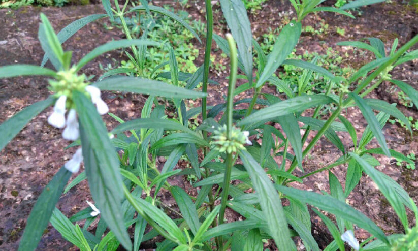 ഇ​ന്ന് ചി​ത്തി​ര: ഒ​രു​ക്കാം തു​മ്പ​പ്പൂ​കൊ​ണ്ടൊരു പൂ​ക്ക​ളം