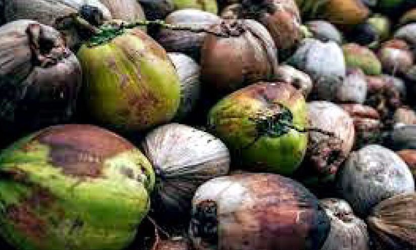 തേങ്ങ വില കുതിക്കുന്നു; ഫലമില്ലാതെ കർഷകർ തേങ്ങ വില കുതിക്കുന്നു; ഫലമില്ലാതെ കർഷകർ