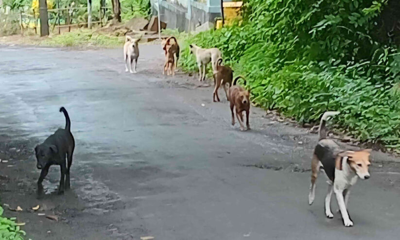 കുന്നംകുളം നഗരം കൈയടക്കി തെരുവ് നായ്ക്കൾ