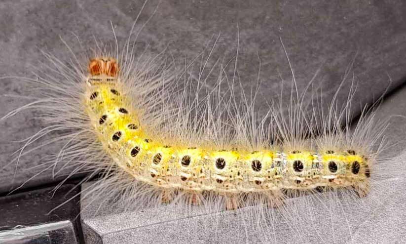 കോന്നി- തണ്ണിത്തോട്​ തേക്കില പുഴു ശല്യം രൂക്ഷം