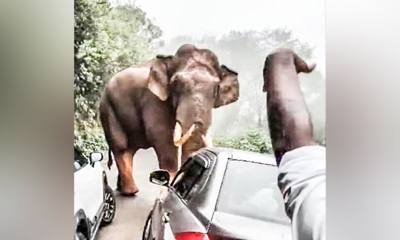 വന്യമൃഗ സാന്നിധ്യം സഞ്ചാരികൾക്ക് പ്രിയം; നാട്ടുകാർക്ക് ഭയം വന്യമൃഗ സാന്നിധ്യം സഞ്ചാരികൾക്ക് പ്രിയം; നാട്ടുകാർക്ക് ഭയം