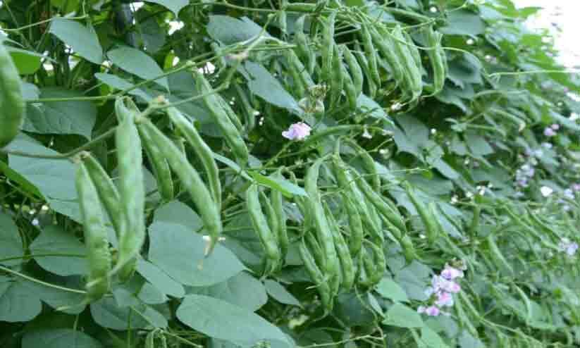 അമരപ്പയർ കൃഷി ചെയ്യാം അമരപ്പയർ കൃഷി ചെയ്യാം