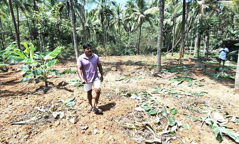 പൊയിലൂരിൽ കാട്ടുപന്നികൾ വാഴത്തോട്ടം നശിപ്പിച്ചു