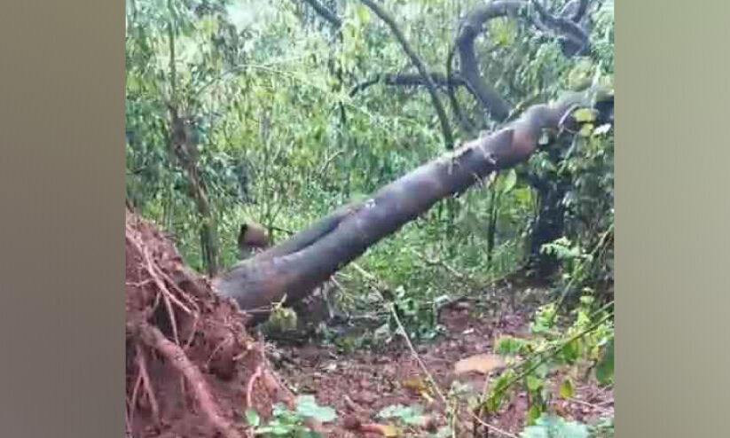 അടങ്ങാതെ ആനക്കലി; ആ​റ​ളം ഫാം ​പു​ന​ര​ധി​വാ​സ മേ​ഖ​ല​യി​ലെ കാ​ട്ടാ​ന​ക​ളു​ടെ പ​രാ​ക്ര​മം