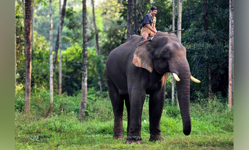 കോന്നി സുരേന്ദ്രനും വിക്രമുമെത്തി; കിണറ്റിൽ വീണ കൊമ്പനെ ഉൾവനത്തിലേക്ക് തുരത്തും