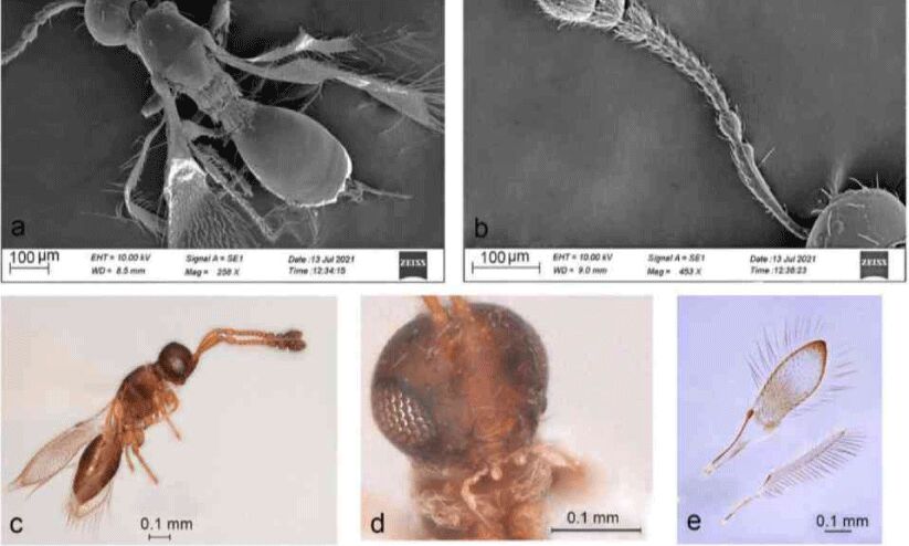 ഇൻഡോപ്രിയയുടെ തീർഥ