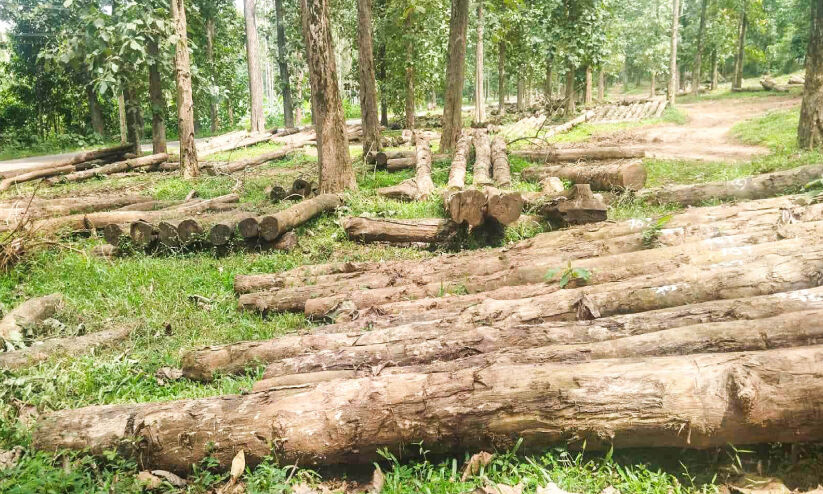 കോന്നി തേക്കിന് പെരുമയേറുന്നു