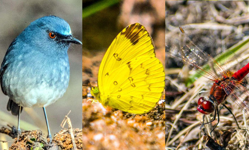 മൂന്നാറിലെ തണുപ്പിന്​ പുതിയ അവകാശികൾ