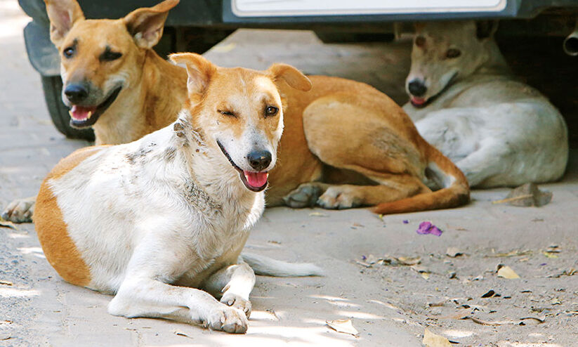 തെരുവ്നായ് ആക്രമണം; കൗൺസിലർ ഉൾപ്പെടെ നാലുപേർക്ക് കടിയേറ്റു തെരുവ്നായ് ആക്രമണം; കൗൺസിലർ ഉൾപ്പെടെ നാലുപേർക്ക് കടിയേറ്റു