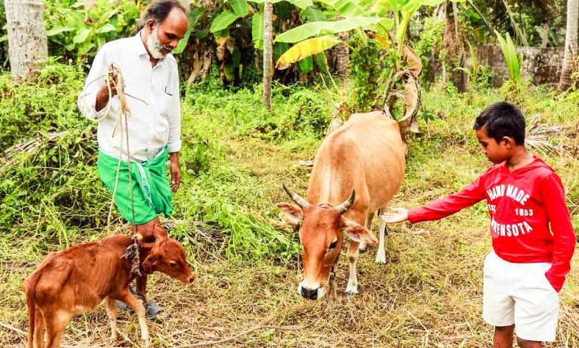 കുട്ടമ്പുഴ കുള്ളൻ ഇനി സുധീറിന് സ്വന്തം കുട്ടമ്പുഴ കുള്ളൻ ഇനി സുധീറിന് സ്വന്തം