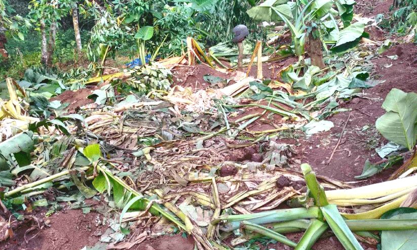 ഓടക്കയത്ത് ജനവാസ മേഖലയിൽ വീണ്ടും കാട്ടാനക്കൂട്ടം ഏക്കർ കണക്കിന് കൃഷി നശിപ്പിച്ചു