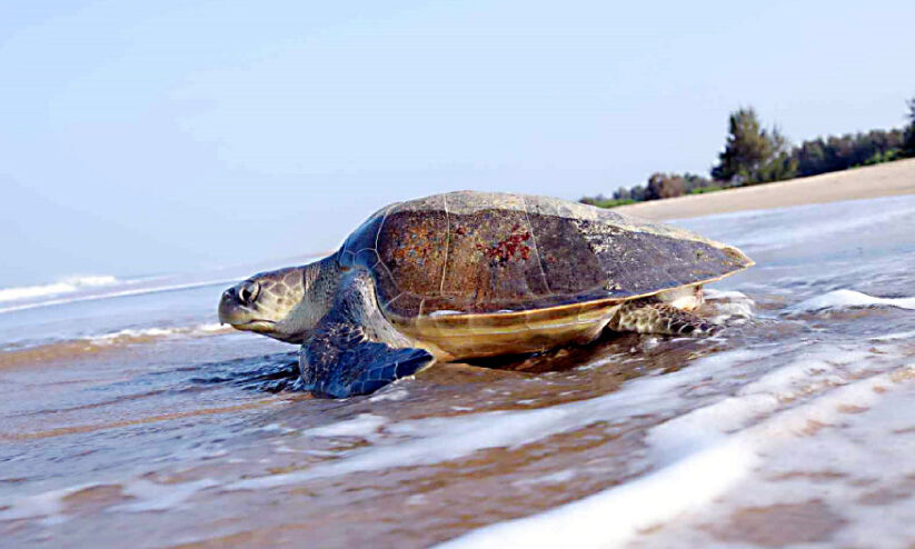 ഇന്ന് ലോക കടലാമ ദിനം; ചാവക്കാട് കടലാമകളുടെ തലസ്ഥാനം ഇന്ന് ലോക കടലാമ ദിനം; ചാവക്കാട് കടലാമകളുടെ തലസ്ഥാനം