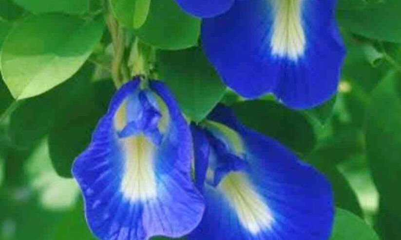 വിശാഖ പൂക്കളത്തിന് ശംഖുപുഷ്പം വിശാഖ പൂക്കളത്തിന് ശംഖുപുഷ്പം