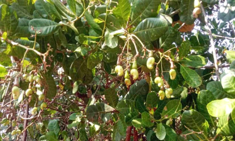 വന്നെത്തി, പ്രതീക്ഷയുടെ കശുവണ്ടിക്കാലം