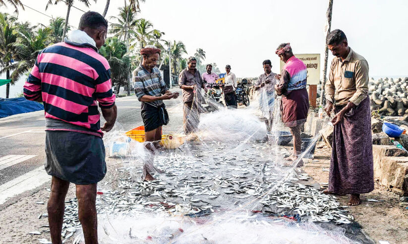 മത്തിക്കിതെന്തു പറ്റി? ആശങ്കയിൽ മത്സ്യത്തൊഴിലാളികൾ