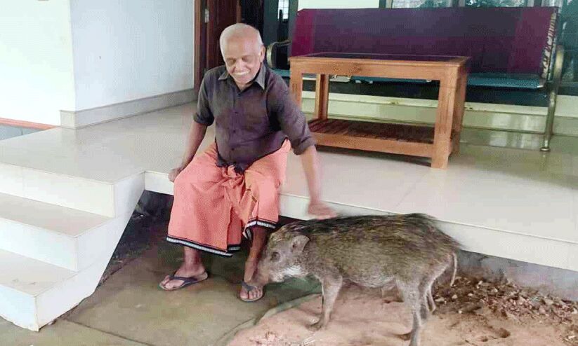 അപൂര്വമീ സൗഹൃദം...കര്ഷകനോട് കൂട്ടുകൂടി കാട്ടുപന്നി അപൂര്വമീ സൗഹൃദം...കര്ഷകനോട് കൂട്ടുകൂടി കാട്ടുപന്നി