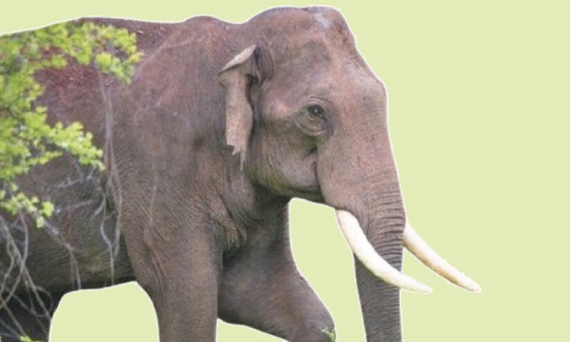 നി​ല​ക്കാ​ത്ത കൊ​ല​വി​ളി...