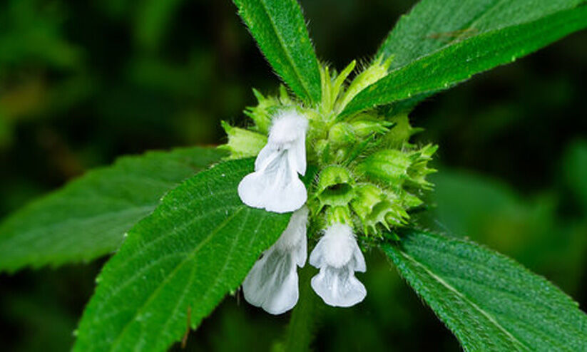 ഓ​ണ​നാ​ളി​ലെ പൂ​ക്ക​ള​ങ്ങ​ളും ഇ​ല്ലാ​താ​കു​ന്ന തു​മ്പ​പ്പൂ​വും