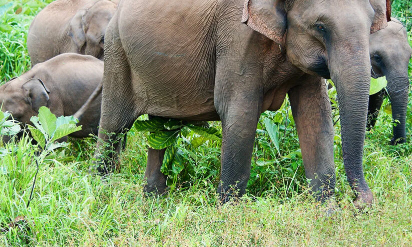 കാ​ട്ടാ​ന പ്ര​തി​രോ​ധം; 1.85 കോ​ടി​യു​ടെ തൂ​ക്കുവേലി വ​രു​ന്നു
