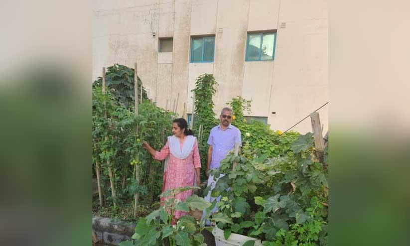 മട്ടുപ്പാവിലെ നൂറുമേനി മട്ടുപ്പാവിലെ നൂറുമേനി