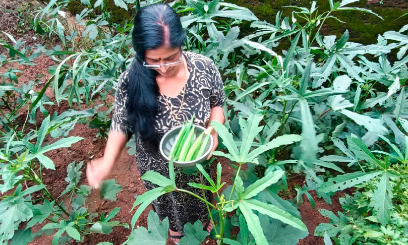 വെണ്ട വളര്ത്താം, എളുപ്പത്തില് വെണ്ട വളര്ത്താം, എളുപ്പത്തില്