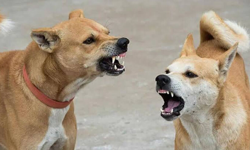 മൂന്നാറിൽ തെരുവുനായ്​ ആക്രമണം; സഞ്ചാരികളടക്കം ഇരുപതോളം പേർക്ക്​ കടിയേറ്റു