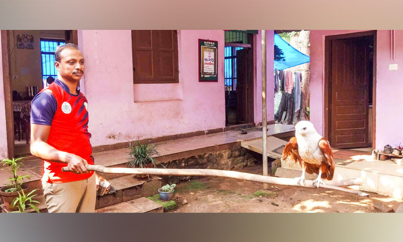 പരിക്കേറ്റ് പറക്കാനാകാത്ത പരുന്തിനെ നാലു വർഷമായി പരിചരിച്ച് വനപാലകർ പരിക്കേറ്റ് പറക്കാനാകാത്ത പരുന്തിനെ നാലു വർഷമായി പരിചരിച്ച് വനപാലകർ