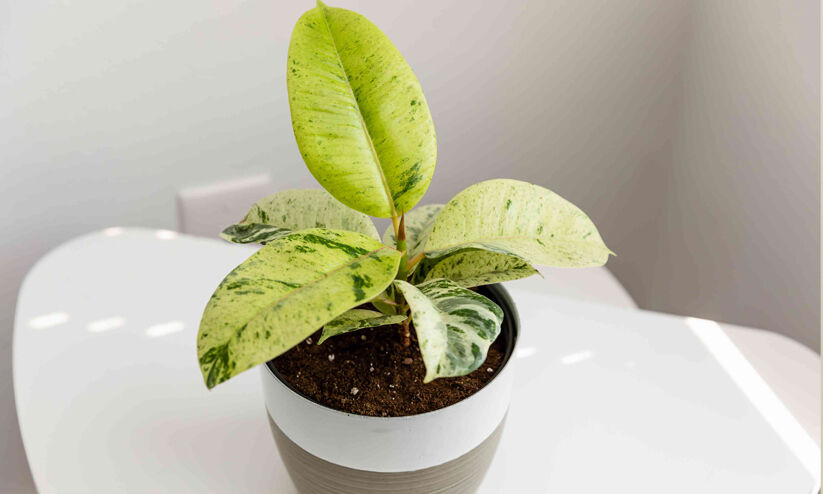 ഫികസ് ശിവറീന ഫികസ് ശിവറീന