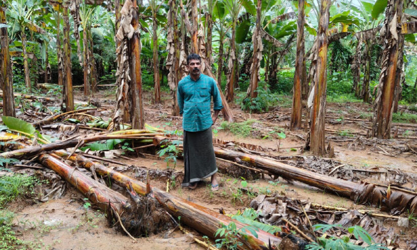 കനത്തമഴ; 1500 നേന്ത്രവാഴകൾ നിലംപൊത്തി