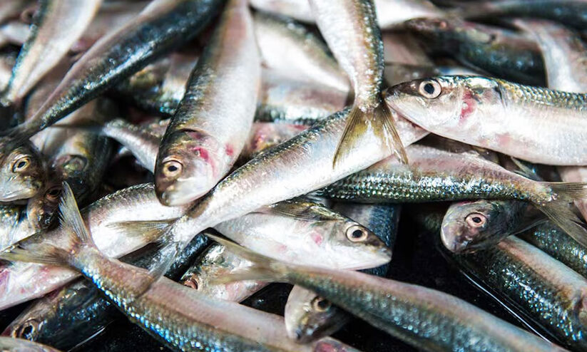 മീൻ കഴിക്കാം,ധൈര്യമായി; രുചിയോ ഘടനയോ മാറിയിട്ടില്ലെന്ന് പ്രാഥമിക പഠനം മീൻ കഴിക്കാം,ധൈര്യമായി; രുചിയോ ഘടനയോ മാറിയിട്ടില്ലെന്ന് പ്രാഥമിക പഠനം