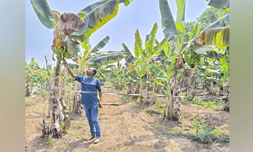 ഐ.​ടി ഉപേക്ഷിച്ച് ത​രി​ശു​ഭൂ​മി​യി​ൽ നേ​ട്ടം കൊ​യ്ത് യു​വാ​വ്