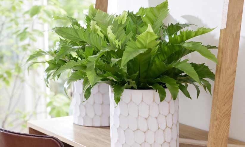 ഇൻഡോറിൽ വളർത്താൻ പറ്റിയ ചെടി ഇൻഡോറിൽ വളർത്താൻ പറ്റിയ ചെടി