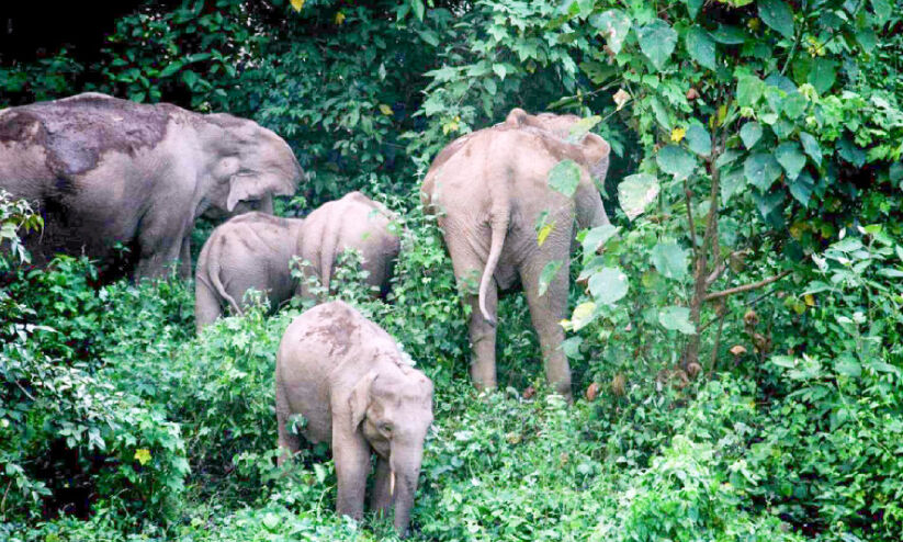 ആറളത്ത് തുരത്തിയ ആനകൾ തിരിച്ചിറങ്ങുന്നു ആറളത്ത് തുരത്തിയ ആനകൾ തിരിച്ചിറങ്ങുന്നു