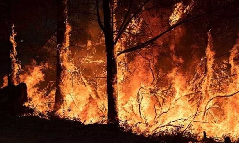 ക​ടു​ത്ത ചൂ​ടും കാ​ട്ടു​തീ​യും; വ​ന​ത്തി​ൽ പ്ര​വേ​ശ​ിക്കുന്നതിന് ക​ർ​ശ​ന വി​ല​ക്ക്