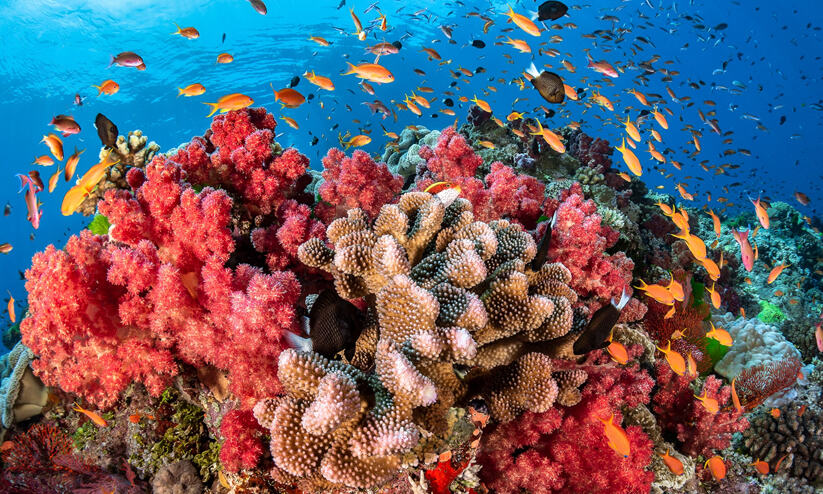 പവിഴപ്പുറ്റുകളെ ശ്വാസം മുട്ടിച്ച് പ്ലാസ്റ്റിക് മാലിന്യം; ഇന്ത്യക്ക് വേണം ഒരു സമുദ്ര മാലിന്യ നയം പവിഴപ്പുറ്റുകളെ ശ്വാസം മുട്ടിച്ച് പ്ലാസ്റ്റിക് മാലിന്യം; ഇന്ത്യക്ക് വേണം ഒരു സമുദ്ര മാലിന്യ നയം