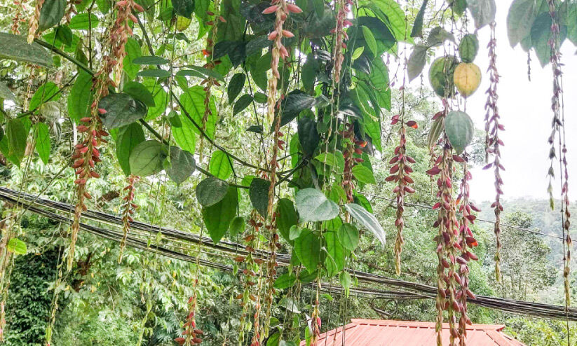 കോന്നി ഇക്കോ ടൂറിസം സെന്ററിൽ തുമ്പോർജിയ വീണ്ടും പൂത്തു കോന്നി ഇക്കോ ടൂറിസം സെന്ററിൽ തുമ്പോർജിയ വീണ്ടും പൂത്തു