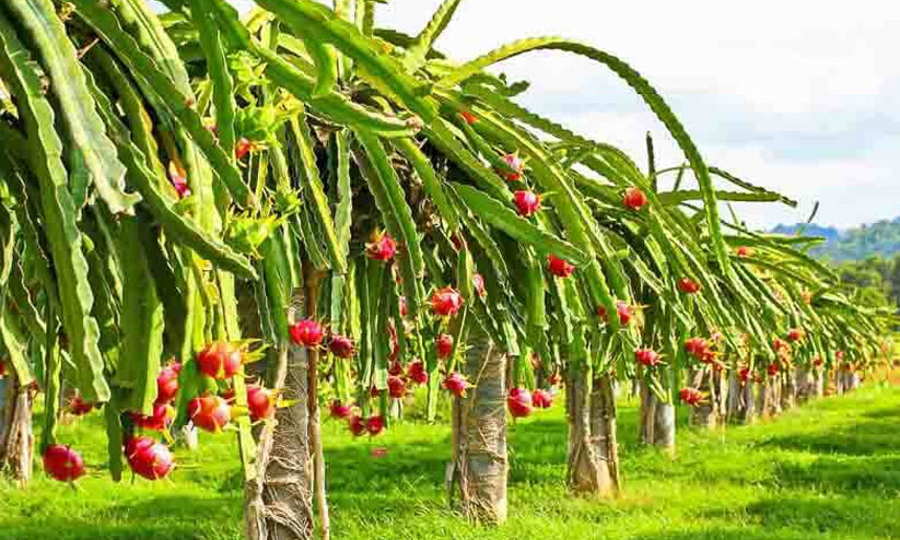 അലങ്കാരത്തിനും വരുമാനത്തിനും ഡ്രാഗൺ ചെടികൾ