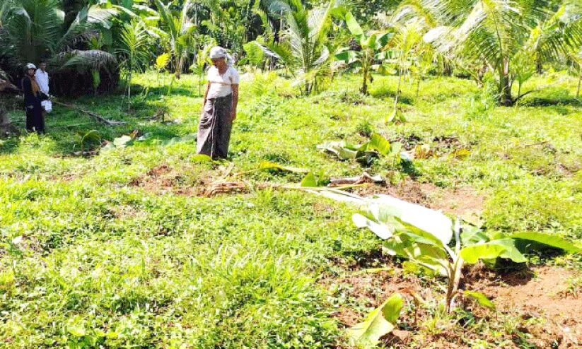 കൊല്ലാടയില് കാട്ടുപന്നികള് വാഴകള് നശിപ്പിച്ചു കൊല്ലാടയില് കാട്ടുപന്നികള് വാഴകള് നശിപ്പിച്ചു