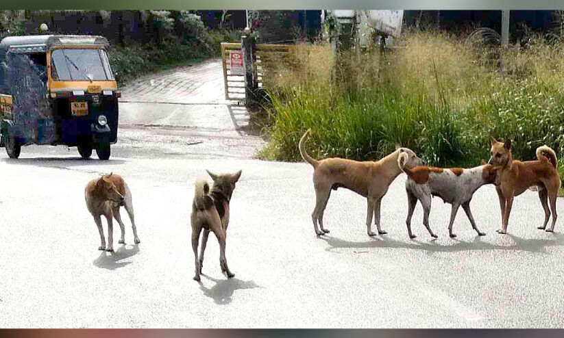 ഷെൽട്ടർ ഹൗസ് നിർമാണം പാതിവഴിയിൽ; തെരുവ് നായ്ക്കൾ വിഹരിക്കുന്നു